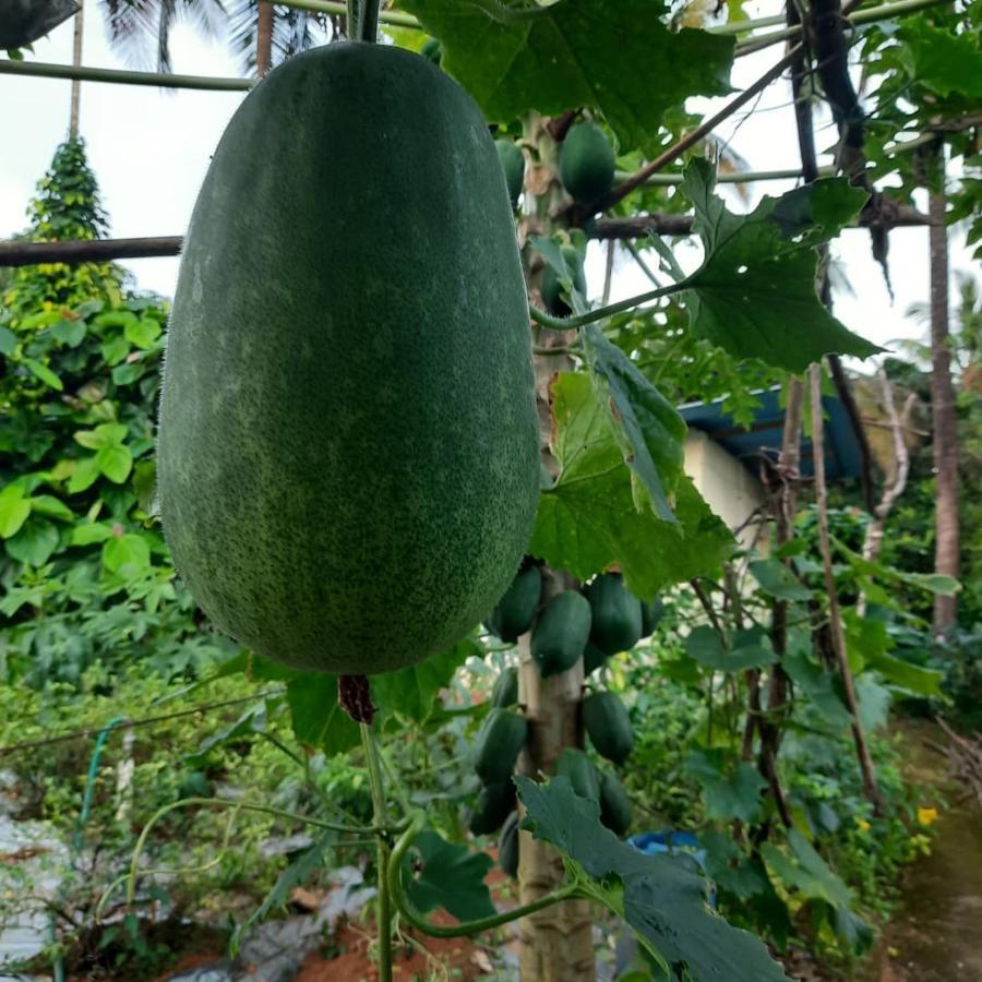 Jasmine Land Homestay Udupi Eksteriør billede